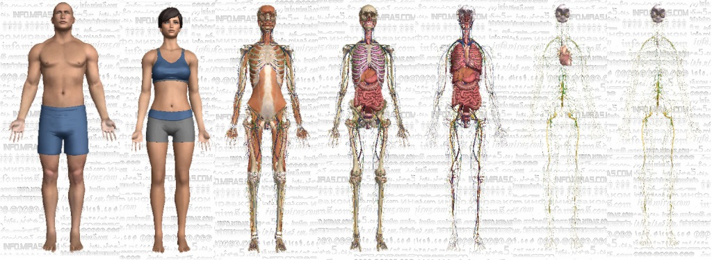 Анатомия человека в формате 3D.info.mira5.com