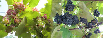 Вино ,виноград синий, vinograd, poleznye svojstva